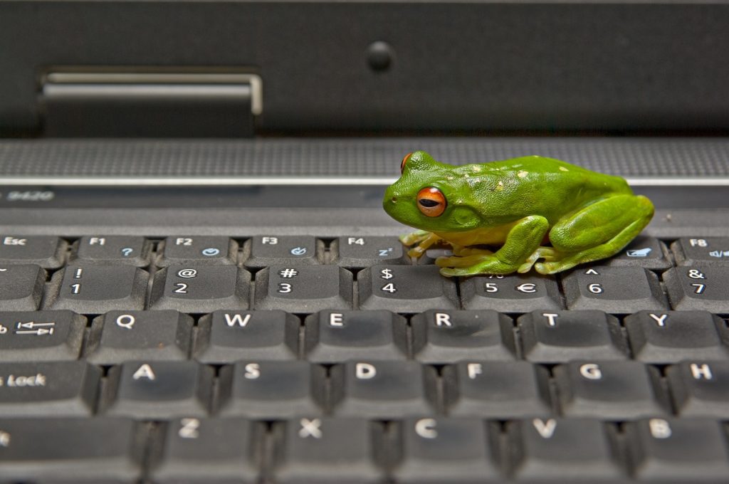 Frog on keyboard